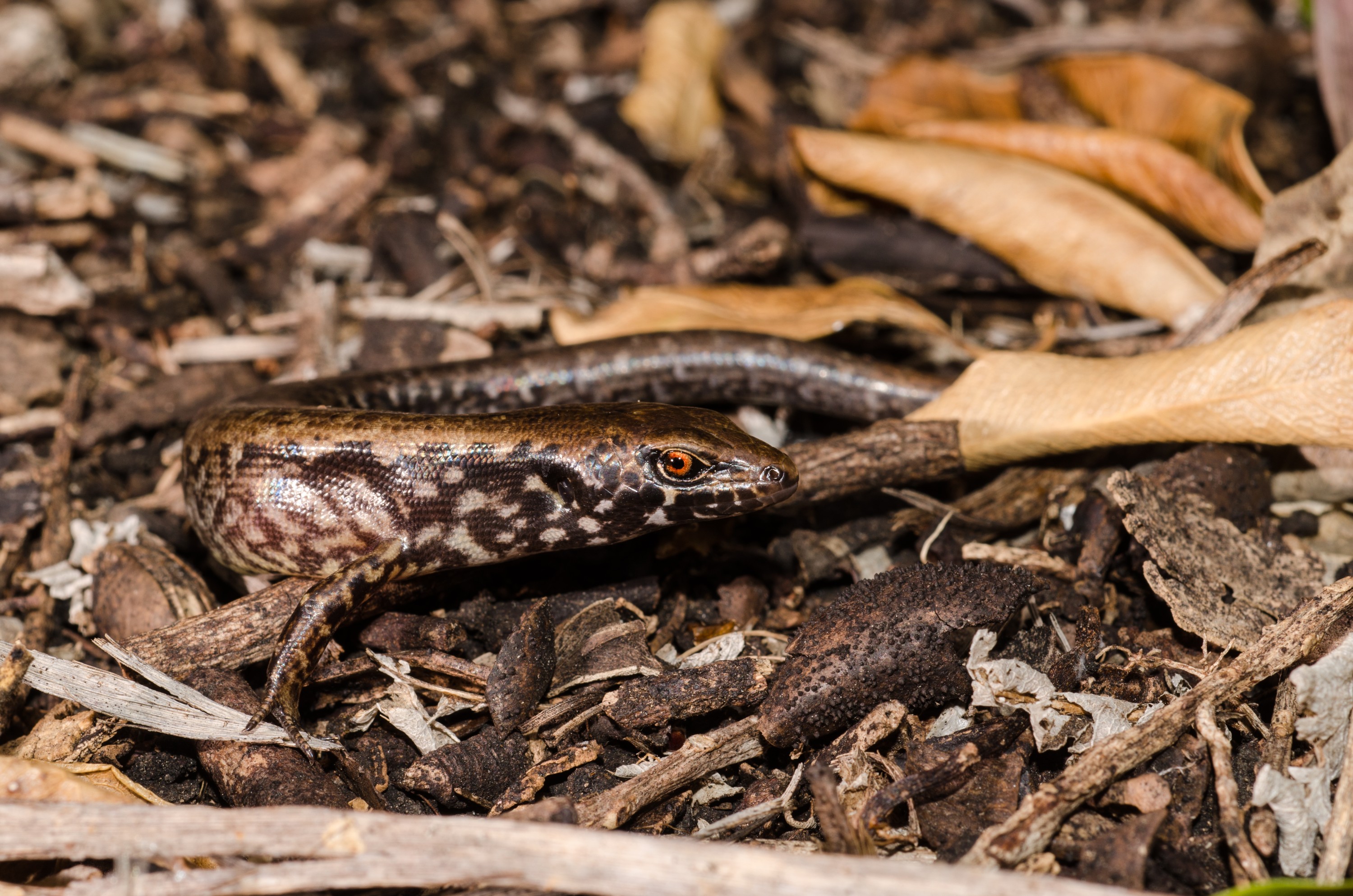 DSC_5968 – Ornate, skink, Cyclodina, ornata, lizard, far north, north far, Crispin, reptiles, amphibians, rare, cold, blood, new, new zealand, zealand, nz